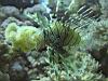12_lionfish_1.jpg