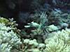 13_lionfish_2.jpg