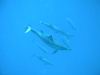 20_dolphins_1.jpg
