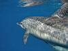 21_dolphins_3.jpg