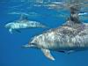 22_dolphins_4.jpg