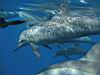 23_dolphins_5.jpg