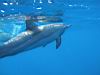 24_dolphins_6.jpg