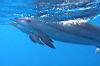 25_dolphins_7.jpg