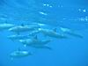 26_dolphins_8.jpg