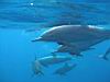 27_dolphins_9.jpg
