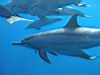 28_dolphins_10.jpg