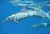 29_dolphins_11.jpg